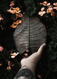 Cropped hand of woman touching leaf growing on plant in park