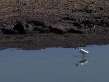 High angle view of gray heron on water