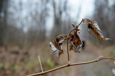 Close-up of dried plant