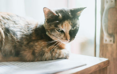 Close-up of a cat looking away