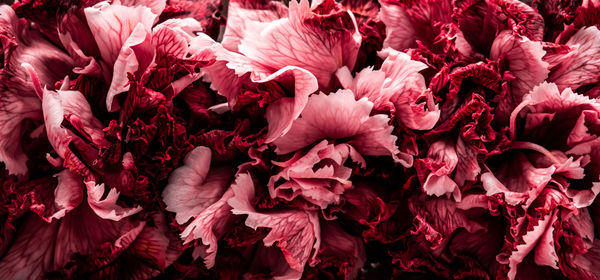 Full frame shot of mushrooms