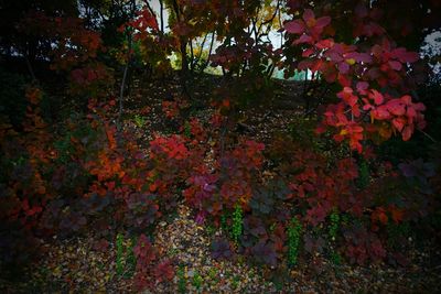 Close-up of autumn tree