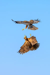 Low angle view of bird flying against clear blue sky