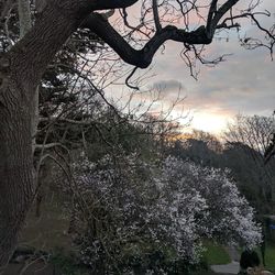 View of bare trees against sky during sunset