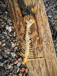 High angle view of insect on wood