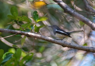 Close-up of bird perching on branch