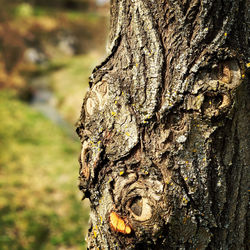Close-up of lichen on tree trunk