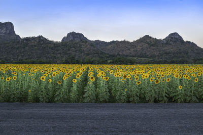 Scenic view of yellow flowering plants on field against sky