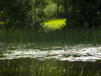 Scenic view of lake with trees in background