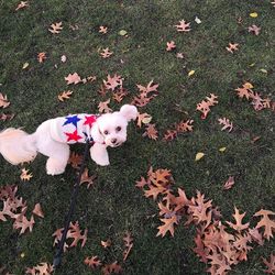 High angle view of a dog on field