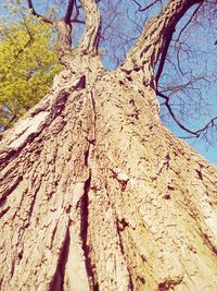 Low angle view of bare tree against sky