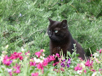 View of cat on grassy field