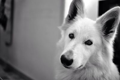 Close-up portrait of dog