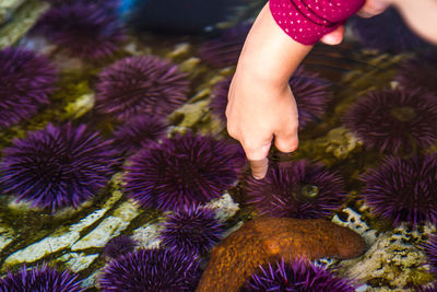 Cropped hand of child touching sea urchin