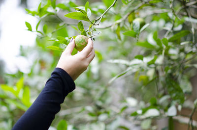 Cropped hand holding plant against tree