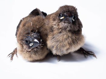 Close-up of birds against white background