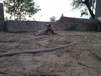 View of a dog sitting against the sky