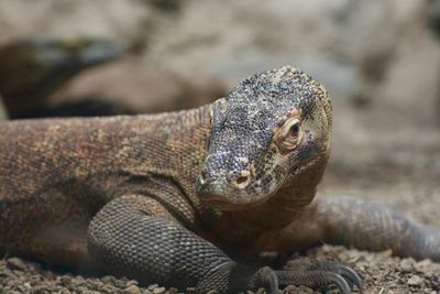 Close-up of a lizard on rock