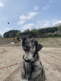 Dog looking away on field