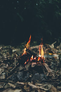 Close-up of bonfire at night