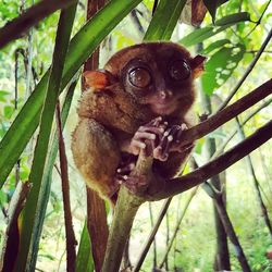 Portrait of squirrel on tree