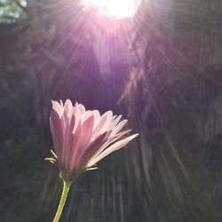 Close-up of pink flowers
