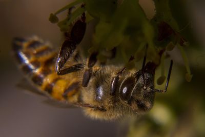 Close-up of spider