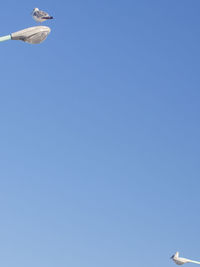 Low angle view of seagull flying in sky