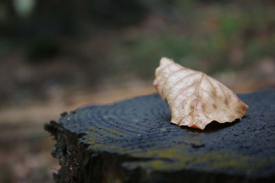 Close-up of leaf on wood