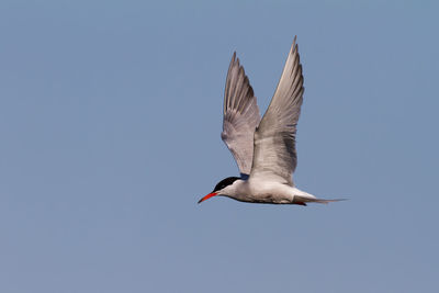 Common tern in flight against blue sky