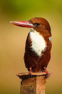 Close-up of bird perching on wooden post