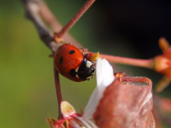 Close-up of ladybug on plant