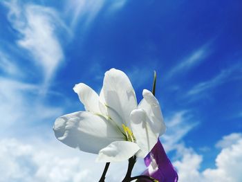 Low angle view of white flowering plant against blue sky