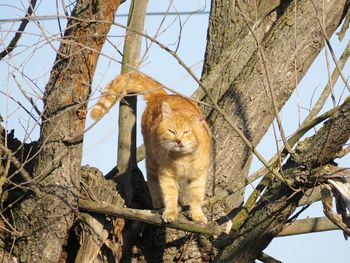 Low angle view of cat on tree