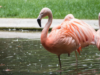 Greater flamingo drinking water in lake