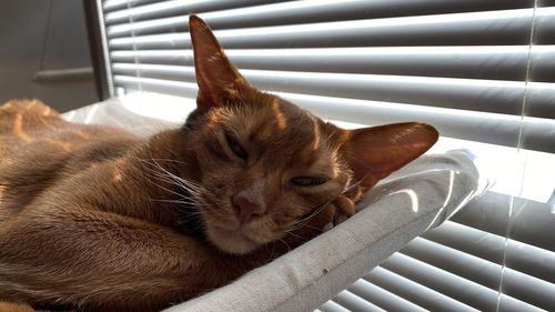 Close-up of a cat resting