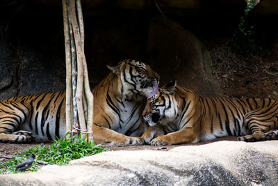 Tiger relaxing in zoo