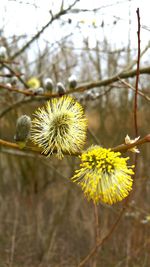 Close-up of flower against blurred background