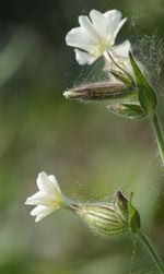 Close-up of flower against blurred background