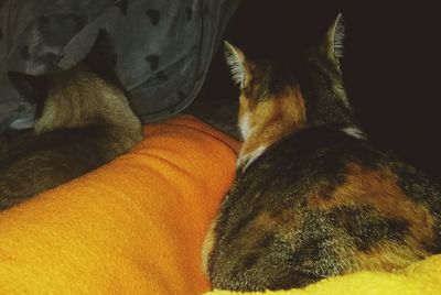 Low section of dog relaxing on bed