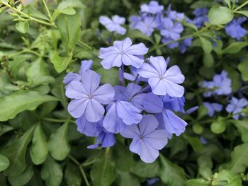 Close-up of purple flowering plants