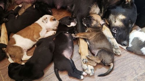 High angle view of puppy sleeping