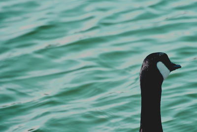 Close-up of swan swimming in lake