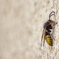 Close-up of insect