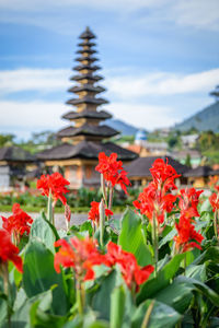 Close-up of red flowering plants against sky