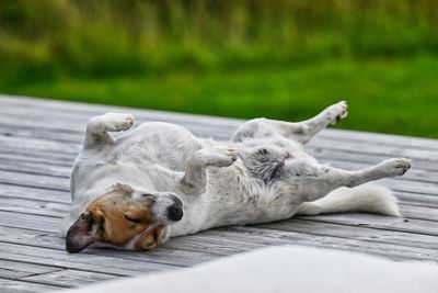 High angle view of dog lying on wood