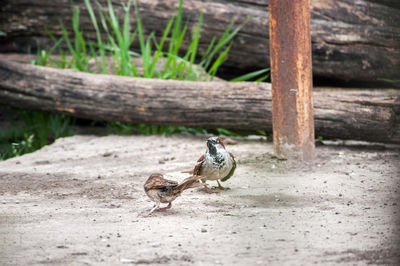 Close-up of bird