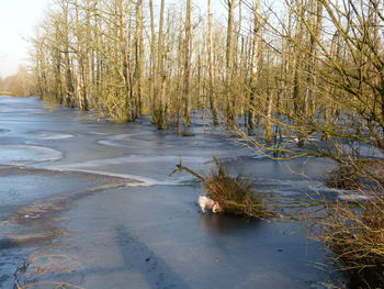 Reflection of trees in water