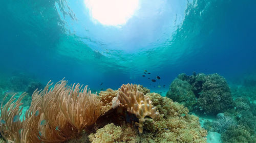 undersea
