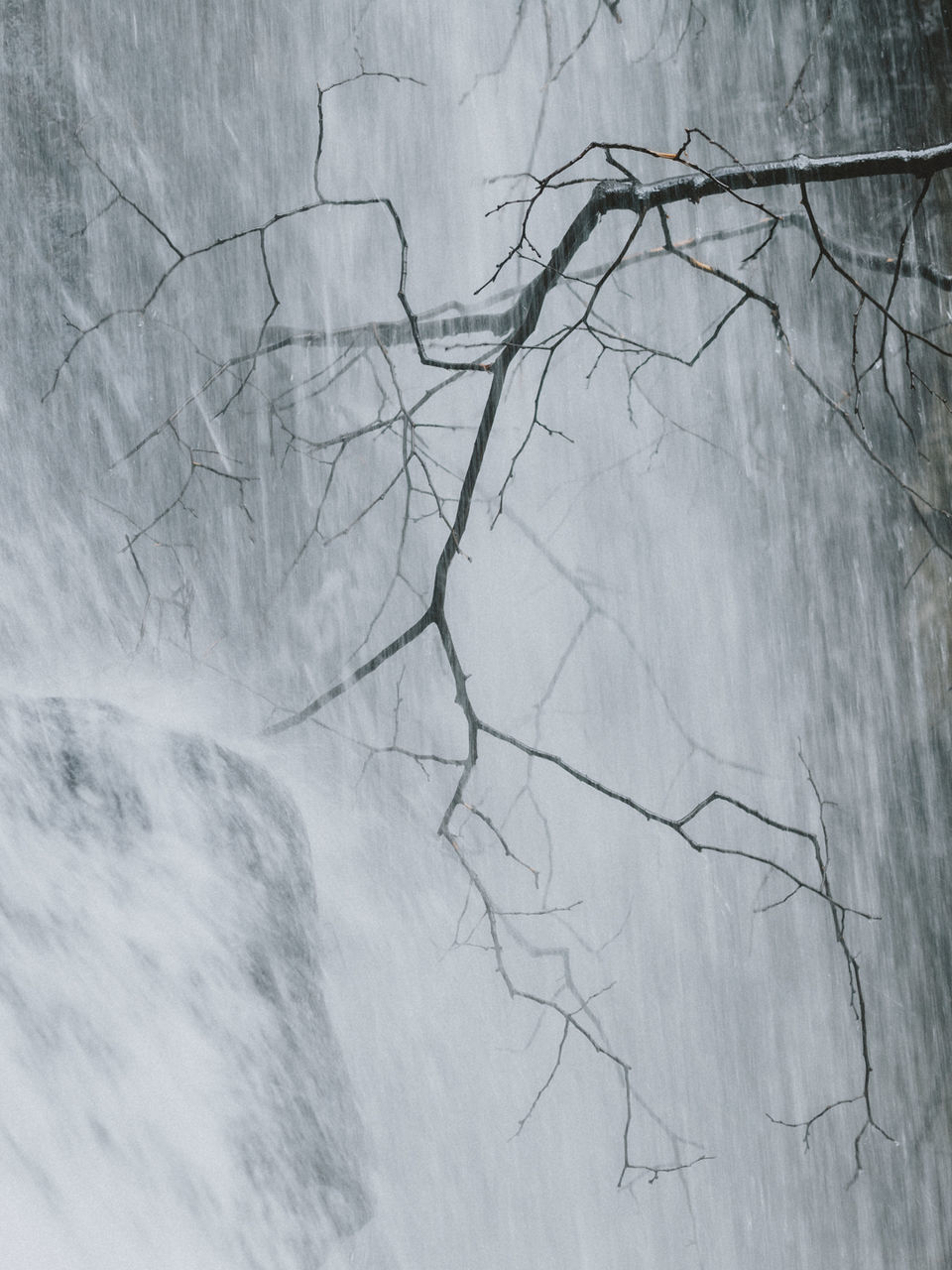 FULL FRAME SHOT OF BARE TREE